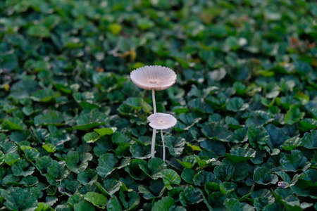 conocybe mushroom grows on dead grassの写真素材