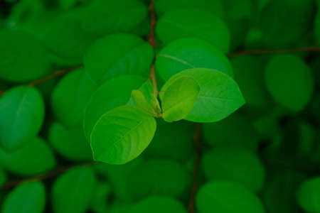 The leaves are one of the plant organs that grow from twigs, green in color containing chlorophyll and mainly function as a catcher of energy from sunlight for photosynthesis.の写真素材