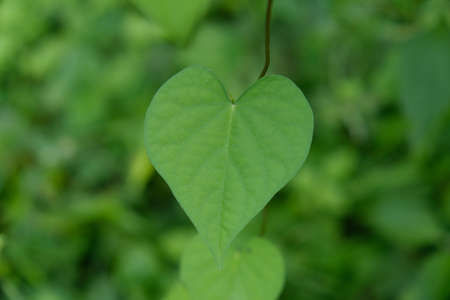 The leaves are one of the plant organs that grow from twigs, green in color containing chlorophyll and mainly function as a catcher of energy from sunlight for photosynthesis.の写真素材