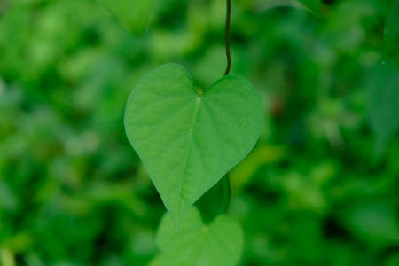The leaves are one of the plant organs that grow from twigs, green in color containing chlorophyll and mainly function as a catcher of energy from sunlight for photosynthesis.の写真素材