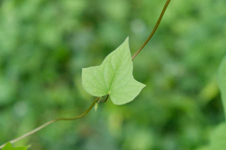 The leaves are one of the plant organs that grow from twigs, green in color containing chlorophyll and mainly function as a catcher of energy from sunlight for photosynthesis.の写真素材