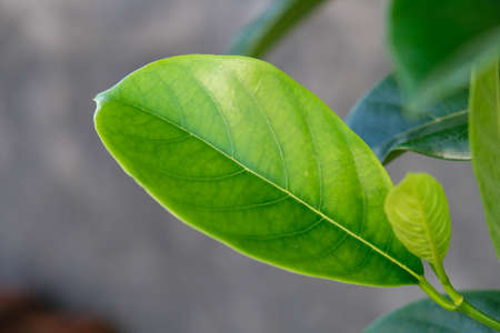 The leaves are one of the plant organs that grow from twigs, green in color containing chlorophyll and mainly function as a catcher of energy from sunlight for photosynthesis.の写真素材
