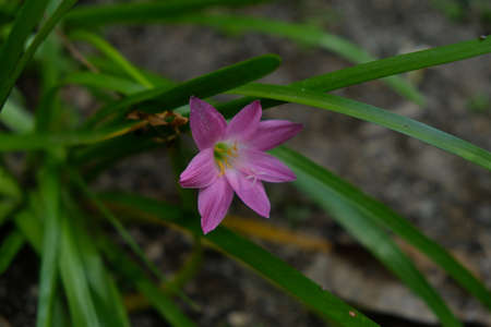 Rain Lily (also called Zephyranthes or Fairy Lily) comes from the tendency of this plant to flower after this plant gets enough rainfall.の写真素材