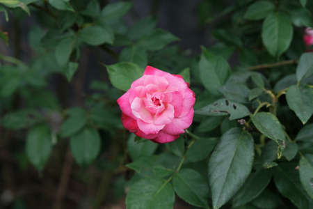 The beauty of roses that grow wild naturally in the gardenの写真素材