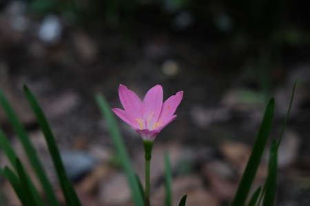 Rain Lily (also called Zephyranthes or Fairy Lily) comes from the tendency of this plant to flower after this plant gets enough rainfall.の写真素材