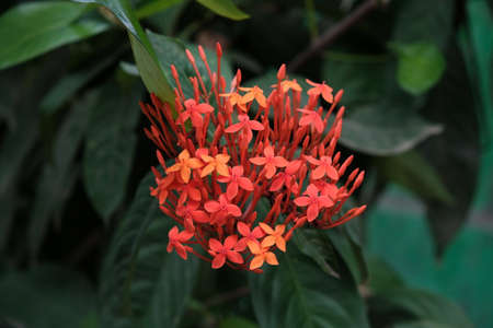 Ixora is a genus of flowering plants in the family Rubiaceae. This genus consists of evergreen trees and tropical shrubs and has around 562 species. live in an area with a tropical climateの写真素材