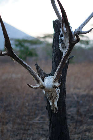 The skulls of deer animals hanging on trees are in the wilderness, traces of wild predators and natural predators.の写真素材