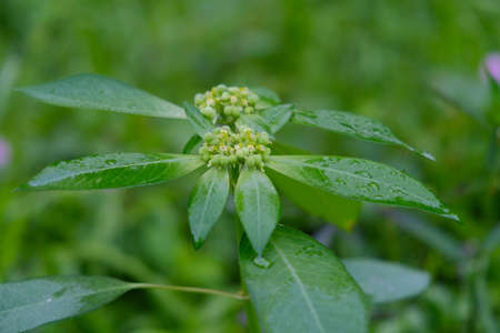 green leaves from shrub plantsの写真素材
