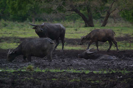Water buffalo (Bubalus bubalis) or domestic water buffalo is a large bovid originating in the Indian subcontinent, Southeast Asia, and China. This animal is bathing in a mud pool in the parkの写真素材