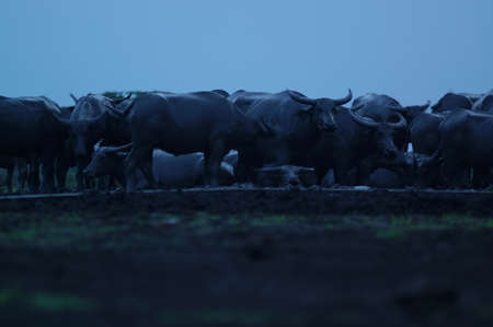 Water buffalo (Bubalus bubalis) or domestic water buffalo is a large bovid originating in the Indian subcontinent, Southeast Asia, and China. This animal is bathing in a mud pool in the parkの写真素材
