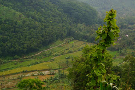 Plateau with a few trees under the foot of the mountain and was once a wildernessの写真素材