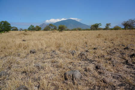 The savanna is dominated by dry grass and a few trees that spread wide with mountain and canyon background, it can be seen that some savanna inhabitants are looking for food.の写真素材