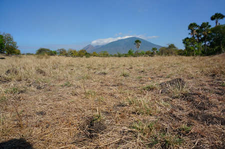The savanna is dominated by dry grass and a few trees that spread wide with mountain and canyon background, it can be seen that some savanna inhabitants are looking for food.の写真素材