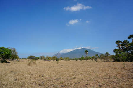 The savanna is dominated by dry grass and a few trees that spread wide with mountain and canyon background, it can be seen that some savanna inhabitants are looking for food.の写真素材