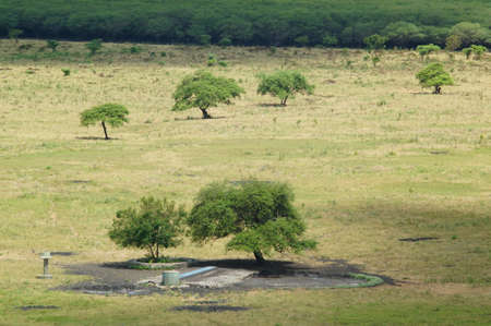 The savanna is dominated by dry grass and a few trees that spread wide with mountain and canyon background, it can be seen that some savanna inhabitants are looking for food.の写真素材