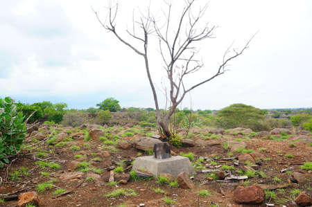 Plateau with a few trees under the foot of the mountain and was once a wildernessの写真素材