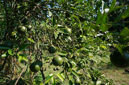 Ripe citrus fruit hanging from branches of orange trees, ripe fruit with fresh greenish yellow color during harvest, this is a special fruit in East Java Indonesia.の写真素材