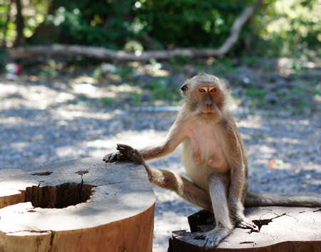 long macaque on a land