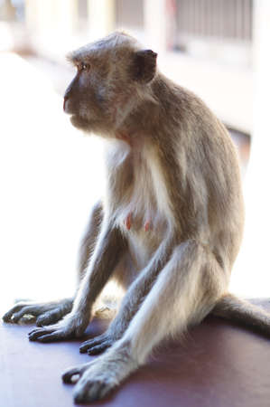 long macaque on a landの写真素材