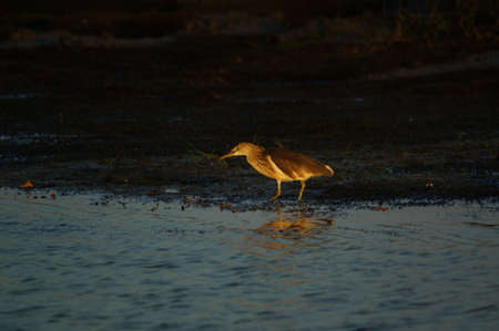 Javan pond heron on a waterの写真素材