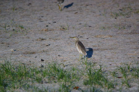 Javan pond heron on a landの写真素材