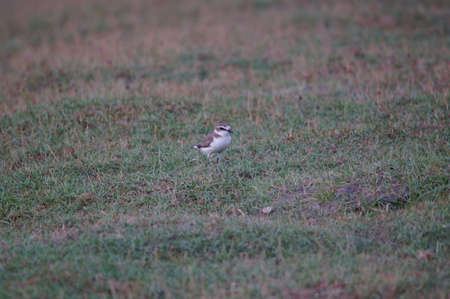 Javan plover are looking for food on the grass. Javan plover (Charadrius javanicus) is a species of bird in the family Charadriidae.の写真素材