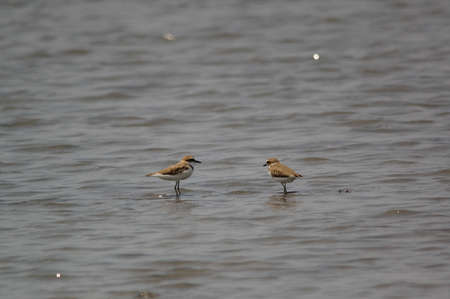 Javan plover are looking for food on the river bank. Javan plover (Charadrius javanicus) is a species of bird in the family Charadriidae.の写真素材