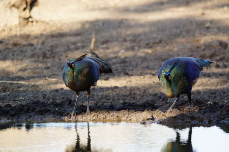 peacock is drinking in a puddleの写真素材