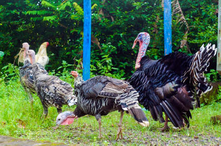 Turkey is the name for two large bird species of the order Galliformes genus Meleagrisの写真素材