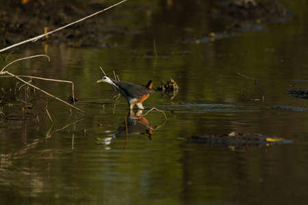 white-breasted waterhen was foraging on the riverbankの写真素材