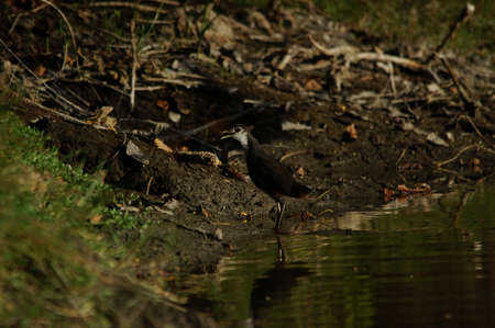 white-breasted waterhen was foraging on the riverbankの写真素材