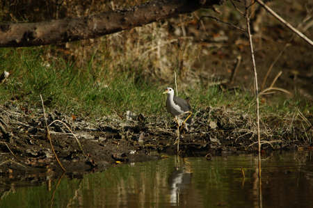 white-breasted waterhen was foraging on the riverbankの写真素材