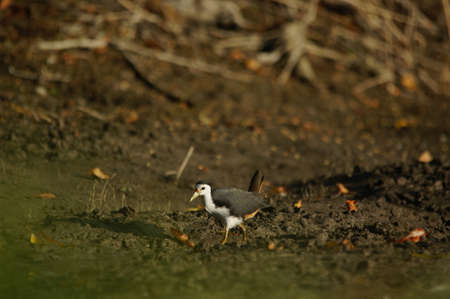 white-breasted waterhen was foraging on the riverbankの写真素材
