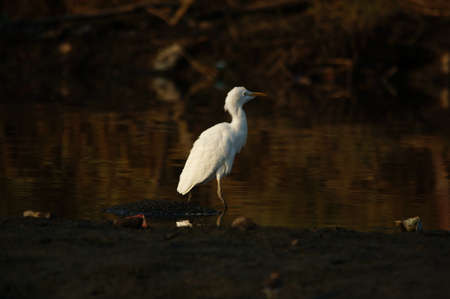 cattle egret are looking for food in the riverbankの写真素材