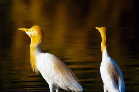 cattle egret are looking for food in the riverbankの写真素材