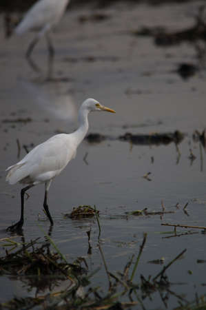 cattle egret are looking for food in the fields