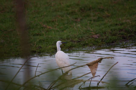 little egret are looking for food in rivers or lakesの写真素材