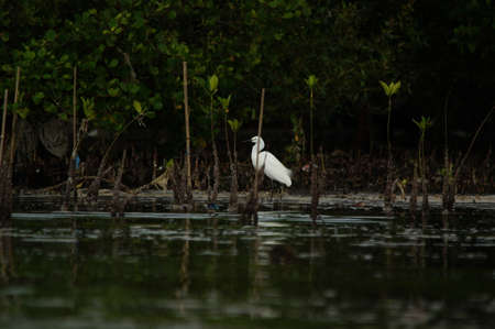 little egret are looking for food in rivers or lakes