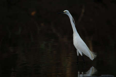 little egret are looking for food in rivers or lakesの写真素材