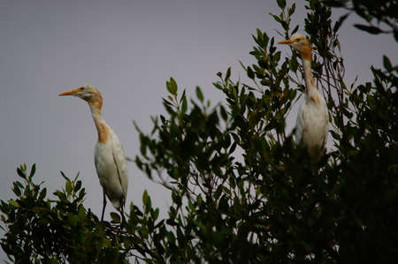 cattle egret perched on a branch of a mangrove treeの写真素材