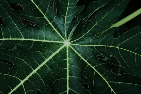 Papaya leaves are a type of vegetable that is processed at a young age into delicious and highly...