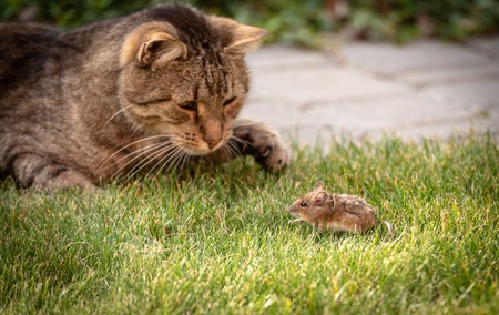 Wild cat plays with captured mouse on green grass.の写真素材