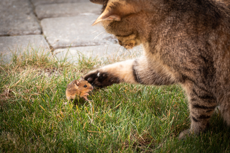 Beautiful cat plays with captured mouse on green grass.の写真素材