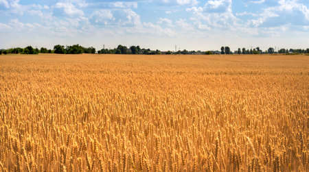Gold Wheat flied panorama with tree during day with blue sky behind.の写真素材