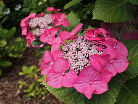 Pink Hydrangeas in a garden