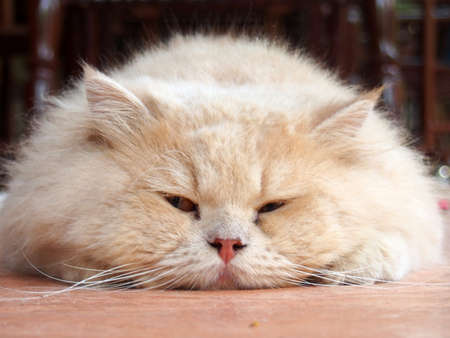 A persian cat is falling asleep on the floorの写真素材