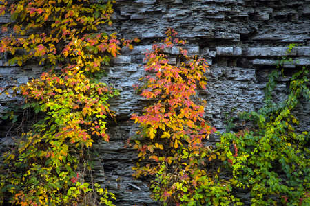 plant with red and yellow  leaves on rock wallの写真素材