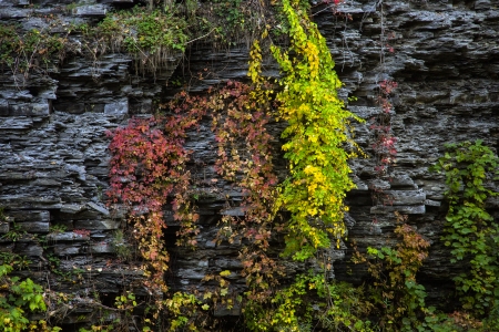 plant with red and yellow  leaves on rock wallの写真素材