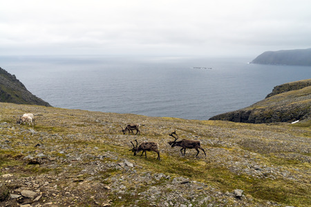 Arctic landscape with reindeers at Nordkapp, Norwayの写真素材