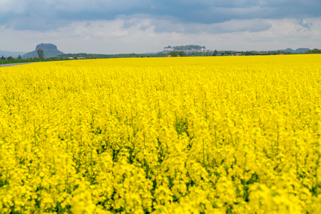 View over the raps fields to Konigstein fortress and the Lilienstein in Saxon Switzerland, Germanyのeditorial素材